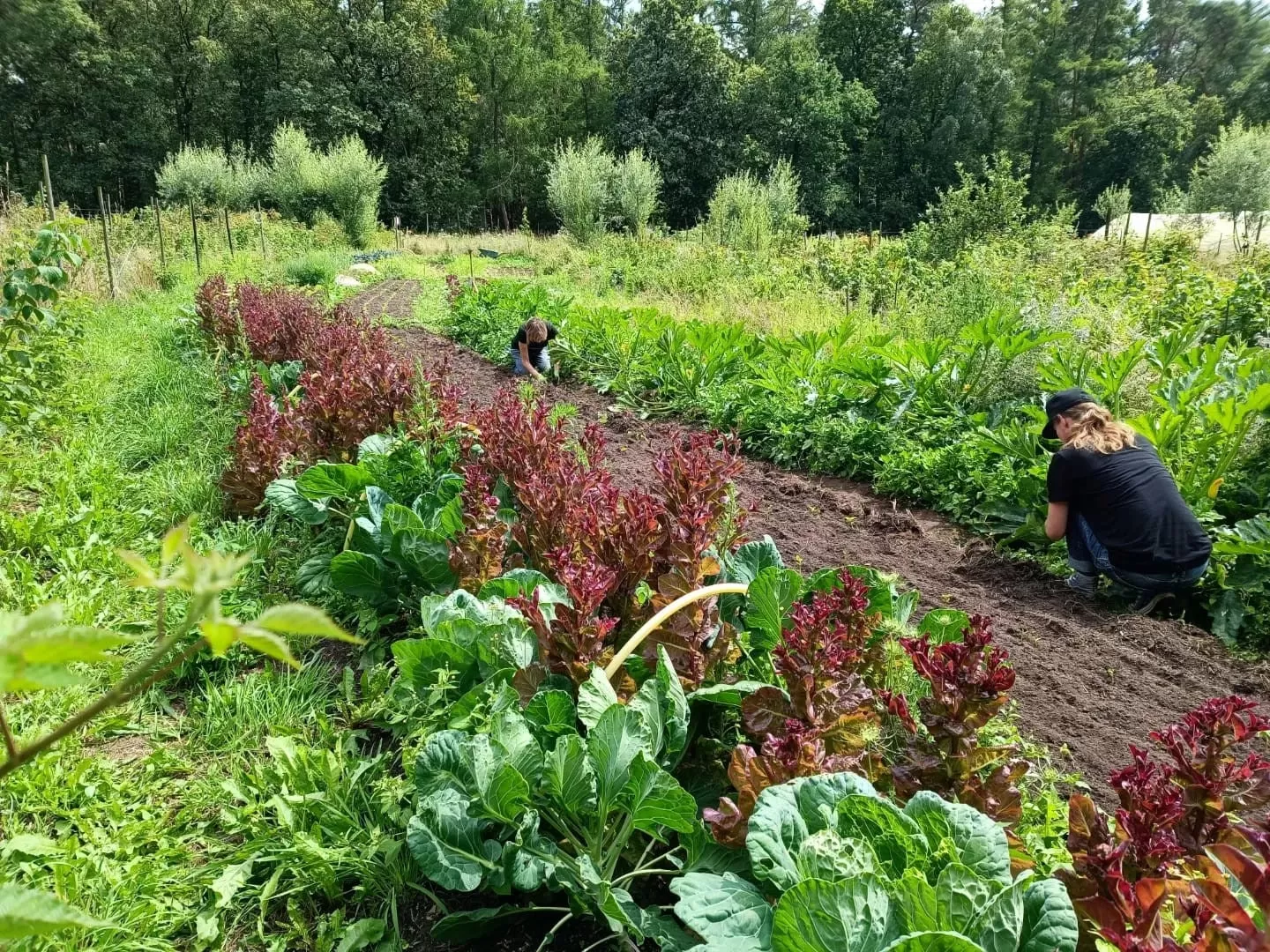Foto van grond van de Stichting levendige grond
